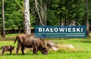 Białowieski Park Narodowy