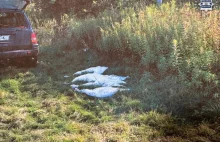 Skandal podczas polowania. Myśliwi zastrzelili cztery łabędzie objęte ochroną