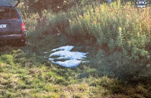 Skandal podczas polowania. Myśliwi zastrzelili cztery łabędzie objęte ochroną