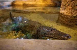 Najstarsze zwierzę w Europie: Aligatorzyca Marta z Płocka ma 93 lata