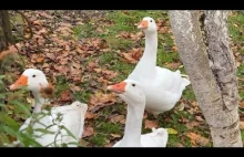 Czy gęsi mają zęby!