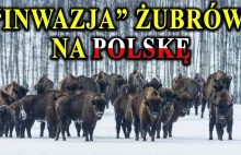 Atakują, niszczą uprawy, powodują lolizje - Coraz więcej żubrów - Co robić?