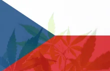 Czechy: 210 kg medycznej marihuany na receptę w 2023