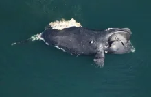 Znaleziono Martwego Wieloryba Biskajskiego Z Północnego Atlantyku