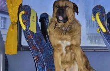 Białogard. Pies zajął miejsce pasażera w autobusie i nie chciał wysiąść.