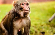 Sklonowana małpa po raz pierwszy dożyła dorosłości
