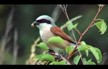 Dzierzba gąsiorek (Lanius collurio) - gniazdo i wychów młodych