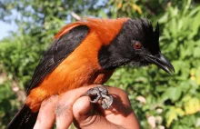 Dwa gatunki toksycznych ptaków z Nowej Gwinei