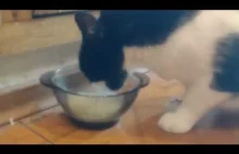 Kot pije mleko w slow motion