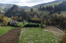 Znudziła Cię praca w korpo? Masz szansę zostać pasterzem!