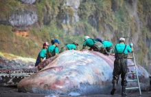 Skarb wart pół miliona dolarów w brzuchu martwego wieloryba.