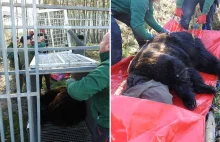 Przetrzymywał na posesji pod Częstochową niedźwiedzicę