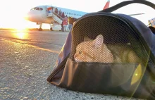 Koty paraliżują ruch na rzymskim lotnisku Fiumicino - WP Wiadomości