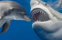 Australia: W Sydney zamknięto popularne plaże, bo rekiny zaatakowały delfina