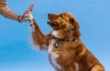 Naukowcy przygotowują pierwszy na świecie lek, który spowolni starzenie się psów