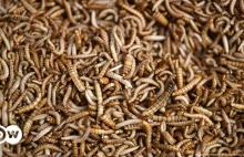 UE dopuszcza sproszkowane owady w żywności. I co z tego?