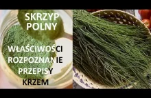 Skrzyp polny: rozpoznanie, zbiór, przepisy, właściwości, gatunki, krzem w diecie