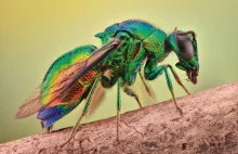 Zagadki żywych klejnotów, czyli po co owadom jaskrawe kolory