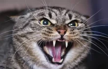 Białowieża ; koty polują i zabijają nietoperze