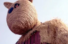 Gdańsk sprzedał kontenery covidowe pięć razy taniej, niż kosztowały