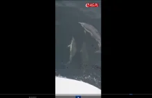 Tego delfina w Bałtyku nie widziano od prawi 16 lat