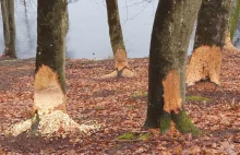 Bobry sieją spustoszenie w Sopocie! Padają drzewa przy Stawie Mazowieckim [FOTO/