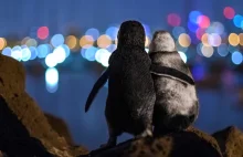 To jedno z najpiękniejszych zdjęć. Historia pingwinów wzrusza do łez