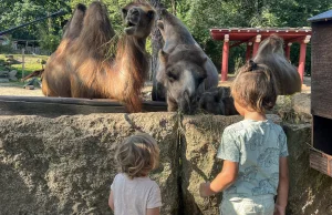 Zoo Görlitz - małe kameralne zoo idealne dla rodzinnych wycieczek