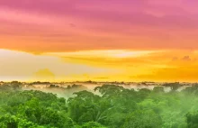 Naukowcy alarmują: Coś dziwnego dzieje się w Amazonii. Zostało mało czasu