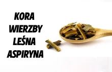 Kora wierzby - leśna aspiryna - MYWILDFOREST