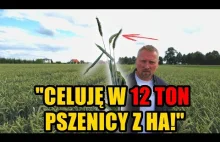 Jakie będą żniwa w Wielkopolsce?