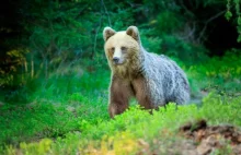 Niedźwiedź przegonił turystów w Tatrach