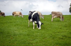 Irlandia: Rząd rozważa zabicie 200 tys. krów. Chce wypełnić cele klimatyczne UE