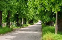 Wrocław: wyremontują ulicę, zachowując wszystkie stare drzewa