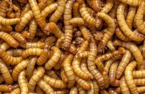 UE dopuszcza proszek z larw mącznika młynarka jako dodatek do żywności