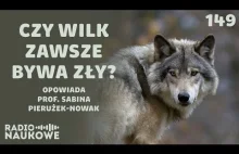 Wilki - jak kochają i polują największe drapieżniki polskich lasów?