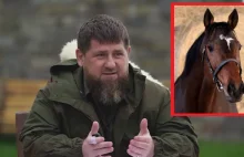 Czechy. Koń Kadyrowa skradziony. Policja poszukuje sprawców