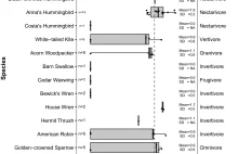 Spożycie alkoholu wśród ptaków jest powszechne