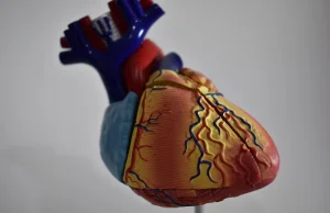 Komórki macierzyste naprawią uszkodzone serce. Oto przełom na miarę osiągnięcia