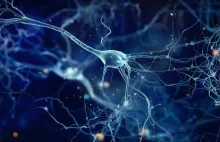 Szwajcarski start-up pracuje nad biochipami wykorzystującymi ludzkie neurony