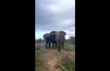 Słoń puścił potężnego pierda tuż przed swoim opiekunem