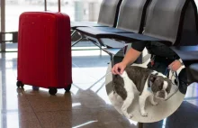 Nie mogła wejść z psem do samolotu, więc porzuciła zwierzę na lotnisku