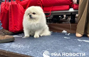 Parada Zwycięstwa w Moskwie. Łukaszenka przyszedł z pieskiem