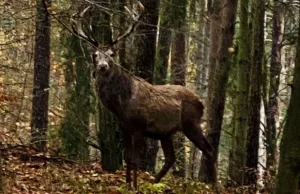 Kobieta spotkała jelenia w sopockim lesie! "Miałaś niesamowite szczęście" [WIDEO