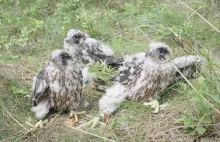 Cud przyrody na Mazurach! Na świat przyszły pisklaki ginącego gatunku