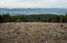 Lasy Państwowe kontra TSUE: czy UE zafunduje nam apokalipsę?