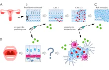Jak można sprawdzić bezpieczeństwo i skuteczność szczepień przeciw rakom HPV?