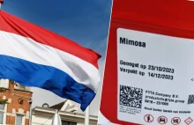 Pierwsza legalna rekreacyjna marihuana w Holandii. Zobacz jak wygląda!
