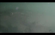 KANAŁ ORZYSZ- Ryby z perspektywy kamery !!