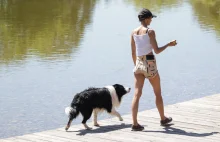 Turysta z psem musi za czworonoga zapłacić podatek uważa włoskie miasto